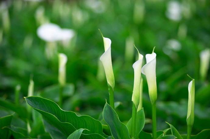 花语大全：各色海芋花花语是什么(粉色海芋花语)