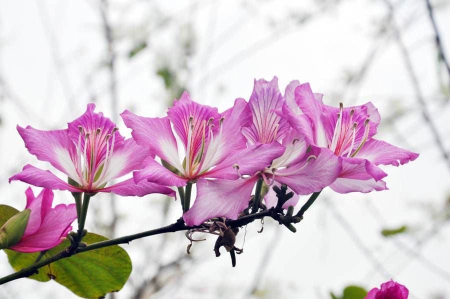 香港市花紫荆花花语及传说(香港的市花是紫荆花,它用紫荆花的典故)