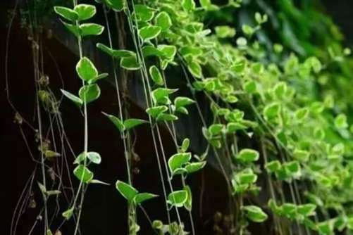 花叶蔓长春的的图片 花叶蔓长春美而不自知