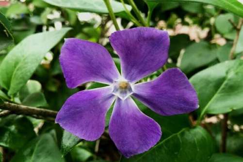 花叶蔓长春的花语，春光潋滟晴方好 蔓长春花色正浓(春意浓浓花枝俏)