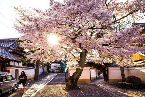 樱花花语大全：日本人为什么喜欢樱花？(日本人为什么喜欢樱花落的意义)