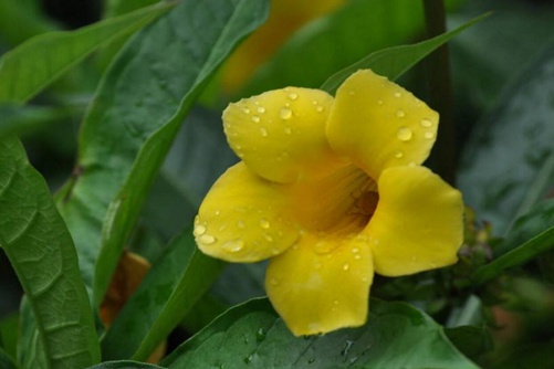 “好男人花“是什么花（ 黄蝉花），黄蝉花简介(黄蝉花又叫什么花)