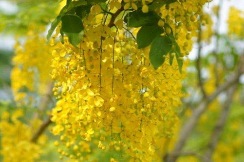 黄蝉怎么养，黄蝉花期介绍(黄蝉花的花期在什么时候)