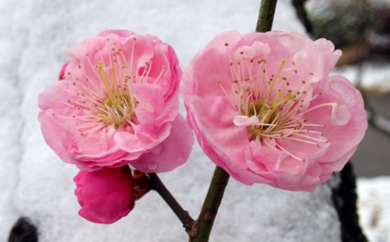 花语大全：梅花花语及梅花的象征意义(梅花花的花语和寓意)