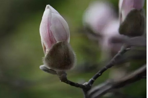 白玉兰花语，白玉兰 白如玉，香似兰(白玉香兰的花语)