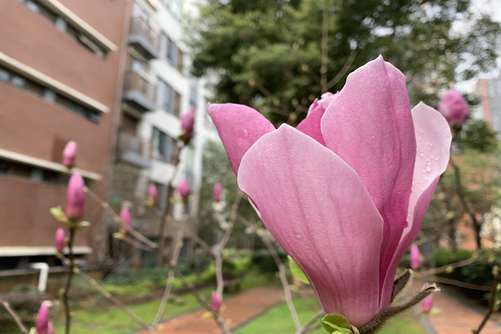 白玉兰花语，白玉兰 白如玉，香似兰