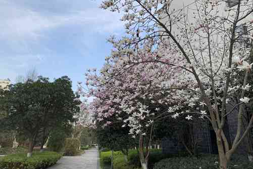 白玉兰花语，白玉兰 白如玉，香似兰