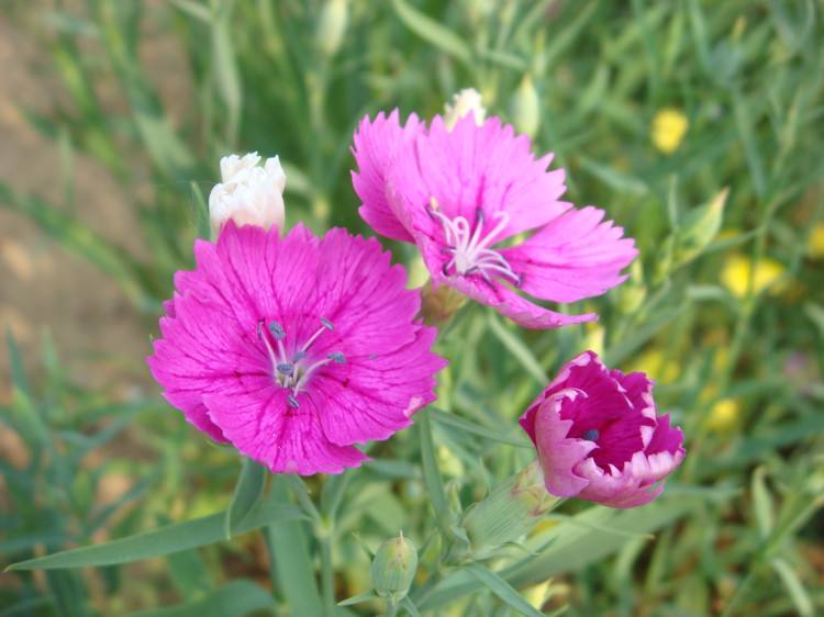 花语大全：石竹花花语(粉石竹花语)