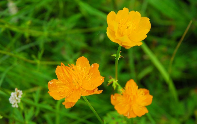 花中贵族:金莲花花语(陏金花的花语)