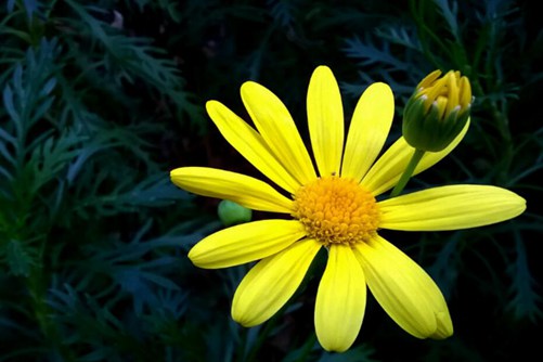 玛格丽特花什么时候开花？少女花玛格丽特图片欣赏(玛格丽特花的花期多长)