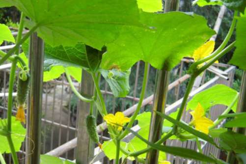 阳台黄瓜的种植方法，阳台种植黄瓜将菜园搬回家(黄瓜怎么种阳台上)