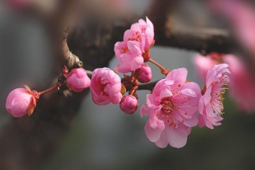 梅花的寓意，宝剑锋从磨砺出 梅花香自苦寒来(宝剑锋从磨砺出,梅花香自苦寒来意思相近)