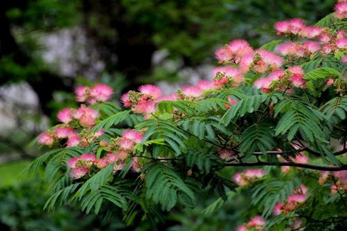 合欢花的养殖方法  合欢花这样养花开香满庭(合欢花的繁殖方法)