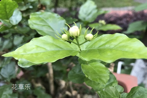 茉莉花花语及茉莉花象征意义(茉莉花语及代表意义)