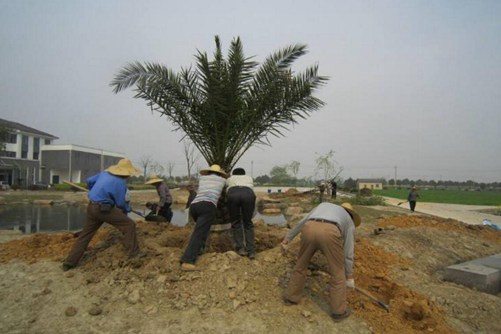 加拿利海枣的种植与养护 寒冬它也能送您一抹热带风情