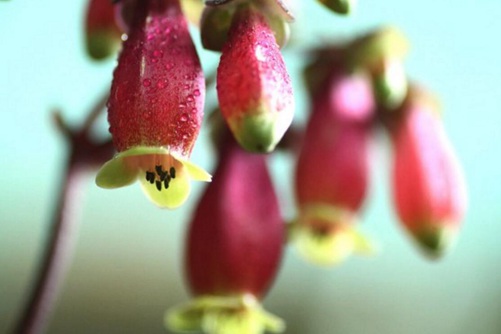 宫灯长寿花的养殖方法 花似小灯笼，红红火火陪你过大年