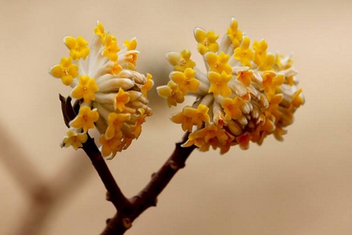 结香图片 梦花结香绕指柔，低眉浅笑暗香来(结香花样子)