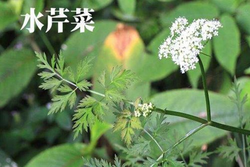 水芹菜的功效与作用，计划生BB的男性一定要少吃水芹菜