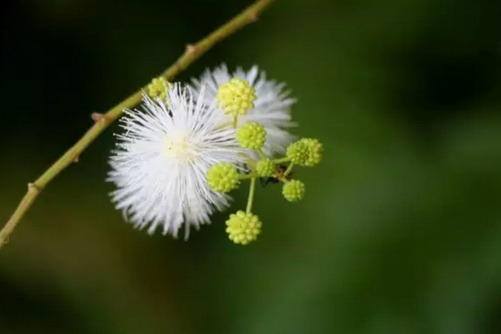 银合欢的功效和种植方法，银合欢爱情之花(银合欢的作用)