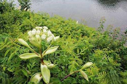 白芷种植技术，白芷种植做好这3方面定能丰产(白芷的种植技术和亩产效益)