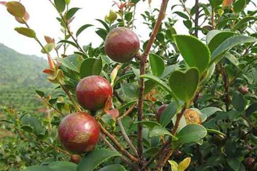 油茶树的种植技术？茶香百米飘，油香传十里