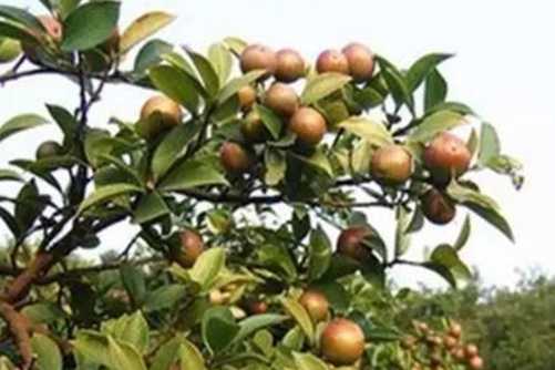 油茶树的种植技术？茶香百米飘，油香传十里