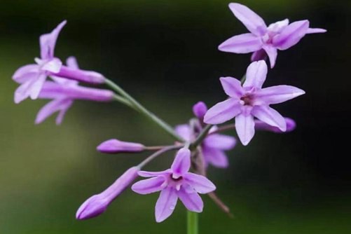 紫娇花花语是什么，紫娇花不常见的花(紫娇花百度百科)