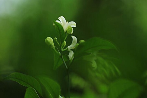 七里香花图片，月华冷处欲迎人 七里香风生满路(来一首七里香)