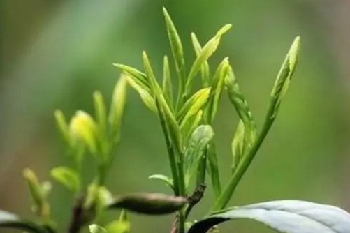 霍山黄芽的功效与作用，霍山黄芽安徽五大名茶之一