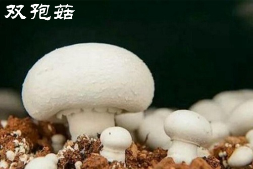 双孢菇是口菇吗 原来它们竟是这样区分的(双孢菇是什么样的)