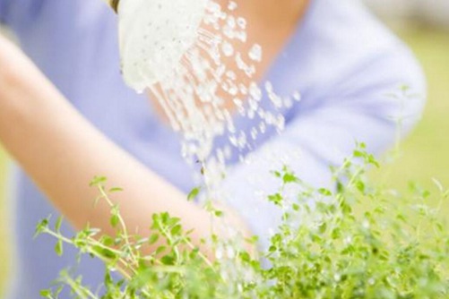 花草养护，正确地给植物浇水的三种方法(各类花卉植物的浇水原则)