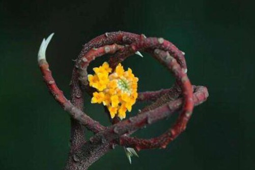 结香花花语，喜接连理枝 枝有千千结(喜结连理枝的意思)