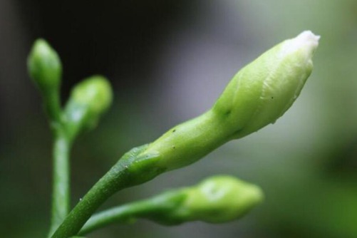 狗牙花风水作用有哪些？忧郁胆怯的人狗牙花是你的福音(狗牙花能辟邪吗)