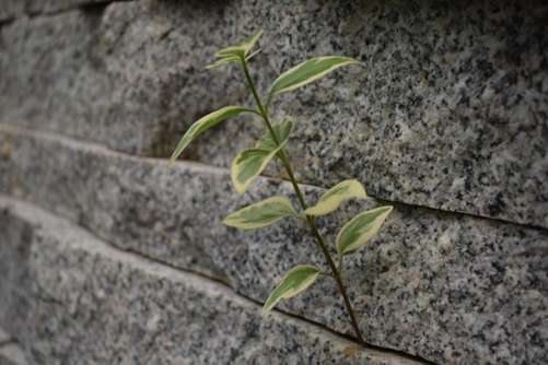 花叶蔓长春的功效和作用，花叶蔓长春小身材 大能量(花叶蔓长春叶子太漂亮)