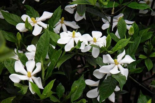 栀子花花期是什么时候，栀子花花期介绍(栀子花花期在几月)