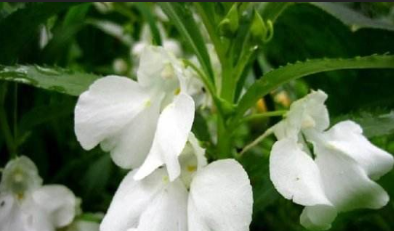 凤仙花花语：白凤仙花的花语及凤仙花的传说(凤仙花的花语和传说)