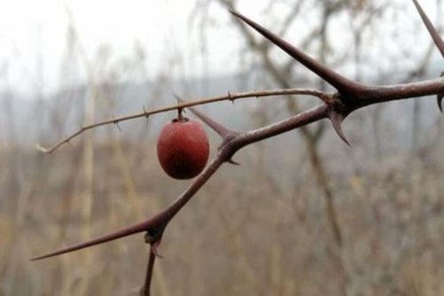 山枣的做法，山枣 酸酸甜甜就是我(山枣是不是酸枣)