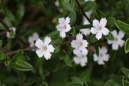 六月雪什么时候开花？每年5-7月我们不见不散(六月雪没开花)