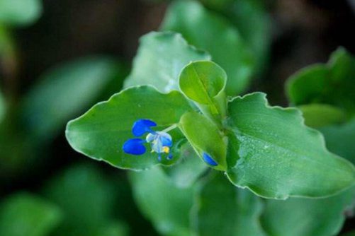 野生竹叶菜的副作用，孕妇能吃竹叶菜吗(孕妇可以吃竹叶吗)