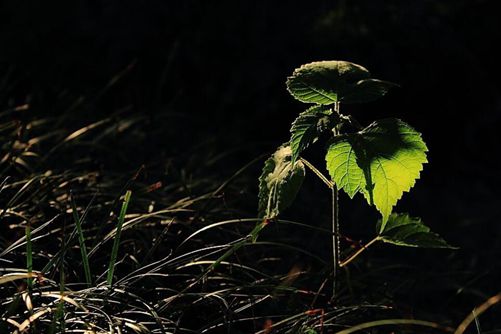 秋季花草盆栽养护，做好这七点来年花开不断 盆盆爆满(草花盆栽技术及常规养护要点)