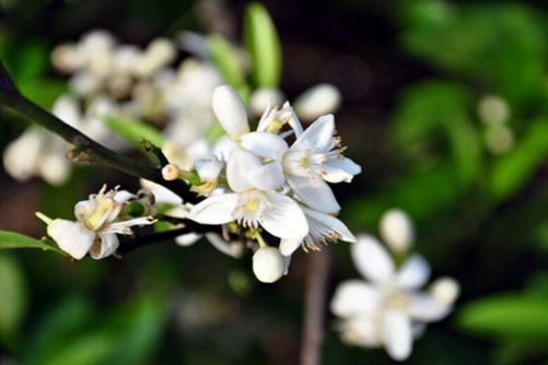 云香花图片，云香花唾影 波散雨吹愁(闻花香鸟语,看云卷云舒)