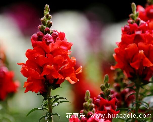 花语大全：金鱼草花语及代表意义(金鱼花的花语和寓意)