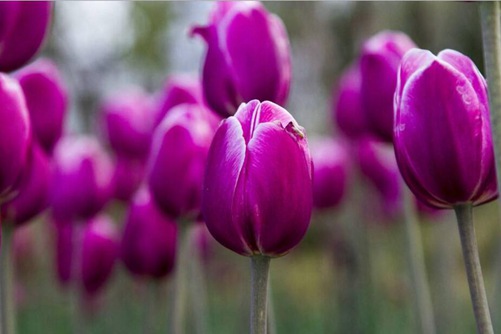 郁金香花语:紫色郁金香的花语(浅紫色郁金香花语)