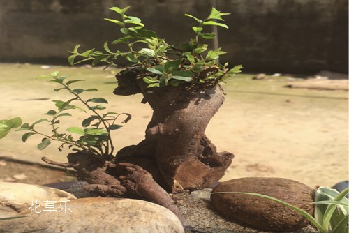 都说“盆景七贤”之一的雀梅难养活 如何才能提高雀梅盆景成活率