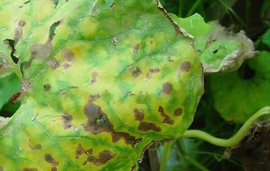 爬地冬瓜种植技术与管理，爬地冬瓜种植技术(爬地冬瓜的种植密度)