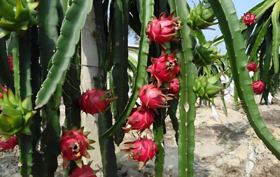 火龙果促花结实要点(火龙果如何促花芽)