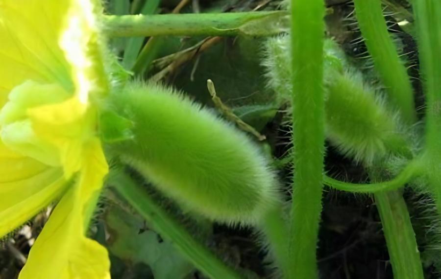 种植优质冬瓜新技巧(种植优质冬瓜新技巧是什么)