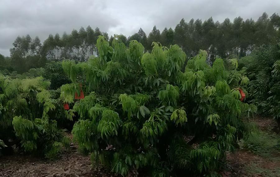 如何调控荔枝的花期花量？