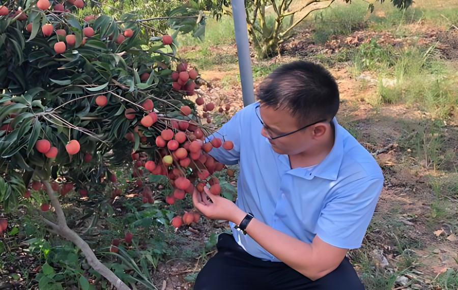 荔枝防冲梢技术措施