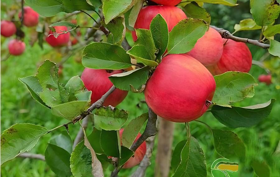 苹果最佳摘袋时间以及摘后管理(苹果摘袋后多久摘苹果)